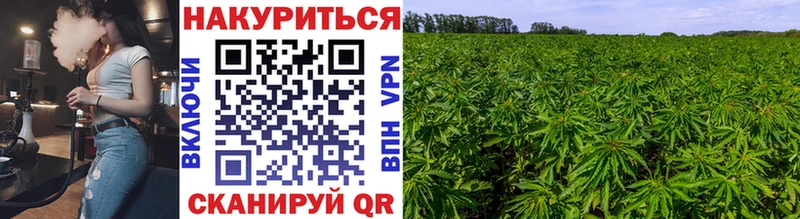 Купить Салаир Галлюциногенные грибы  Бошки Шишки  Кокаин 